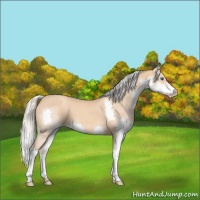 Horse Color:Silver Amber Champagne Splash 