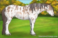 Horse Color:Amber Champagne Sabino Tobiano Appaloosa and White Spotted Amber Champagne Sabino Appaloosa