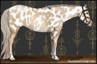 Horse Color:Chocolate Palomino Pearl Near Leopard 