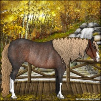 Horse Color:Liver Chestnut Rabicano 