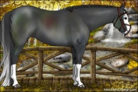 Horse Color:Black Splash