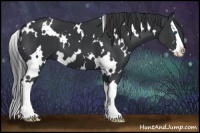Horse Color:White Spotted Black Sabino Splash 