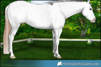Horse Color:Black Sabino Splash Near Leopard 