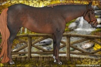 Horse Color:Liver Chestnut 