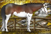Horse Color:Brown Splash 