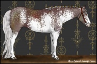 Horse Color:White Spotted Chocolate Silver Black Chinchilla Sabino 