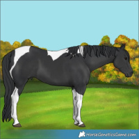 Horse Color:Black Tobiano 