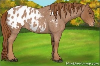 Horse Color:Red Roan Appaloosa