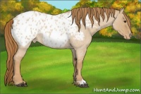 Horse Color:Red Dun Roan Appaloosa 