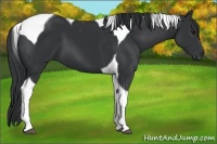 Horse Color:Black Tobiano 