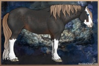 Horse Color:Liver Chestnut Sabino Splash