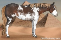 Horse Color:Liver Chestnut Sabino