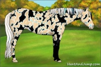 Horse Color:Silver Classic Cream Champagne Appaloosa 