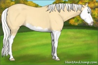 Horse Color:Silver Classic Cream Champagne Splash