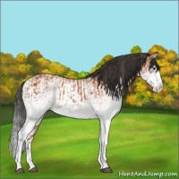 Horse Color:White Spotted Bay Splash  and White Spotted Bay Dun Splash 