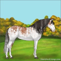 Horse Color:White Spotted Bay Splash  and White Spotted Bay Splash 