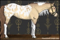 Horse Color:Chocolate Buckskin Chinchilla Tobiano Blanket 