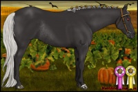 Horse Color:Silver Smoky Black Chinchilla Rabicano
