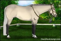 Horse Color:Silver Buckskin Chinchilla 