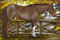 Horse Color:Gray Chestnut