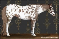 Horse Color:Liver Chestnut Sabino Near Leopard 