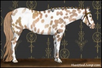 Horse Color:Liver Chestnut Pearl Appaloosa