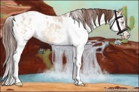 Horse Color:Amber Champagne Ice Dun Sabino Appaloosa 