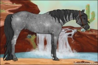 Horse Color:Blue Roan 