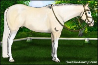 Horse Color:White Spotted Chocolate Silver Buckskin Pearl Appaloosa 
