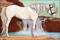 Horse Color:Perlino Tobiano Appaloosa 
