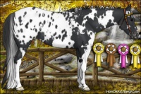 Horse Color:White Spotted Black Blanket 