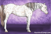 Horse Color:Amber Champagne Appaloosa  and Amber Champagne Appaloosa 