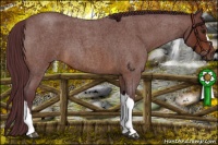 Horse Color:Chocolate Bay Roan 