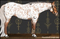 Horse Color:Chocolate Silver Bay Roan Near Leopard 