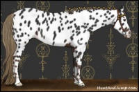 Horse Color:Liver Chestnut Appaloosa