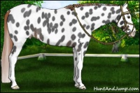 Horse Color:Liver Red Roan Splash Appaloosa 