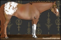 Horse Color:Chestnut Appaloosa