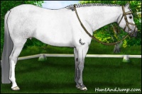 Horse Color:Black Rabicano