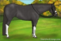 Horse Color:Liver Red Roan 
