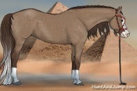 Horse Color:Liver Red Dun Splash 