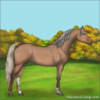 Horse Color:Silver Bay Dun 
