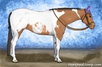 Horse Color:Bay Tobiano Appaloosa 