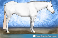 Horse Color:Black Tobiano Appaloosa 