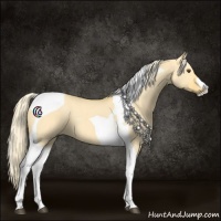 Horse Color:Palomino Dun Tobiano