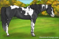 Horse Color:Black Splash Tobiano 