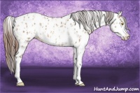 Horse Color:Amber Champagne Appaloosa  and Amber Champagne Appaloosa Rabicano 