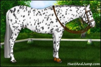 Horse Color:Black Appaloosa  and Black Appaloosa 