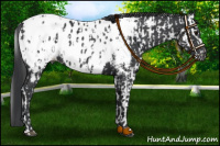 Horse Color:Black Leopard  and Black Near Fewspot 