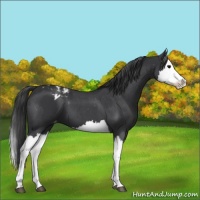 Horse Color:Black Appaloosa and Blue Roan Splash Appaloosa