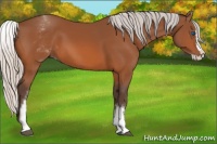Horse Color:White Spotted Silver Bay Splash